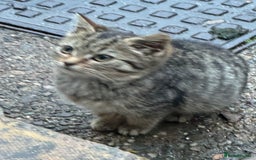 Maine Coon cats for sale: Female kitten - Advert 3