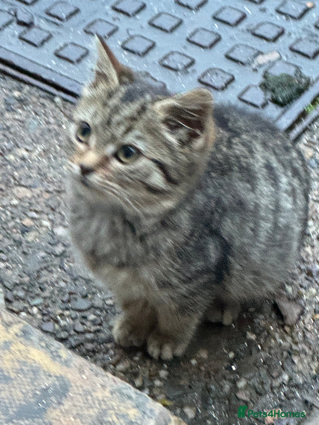 Maine Coon cats for sale: Female kitten - Advert 3