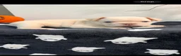 French Bulldog dogs for sale: French bulldog fluffys  - Advert 6