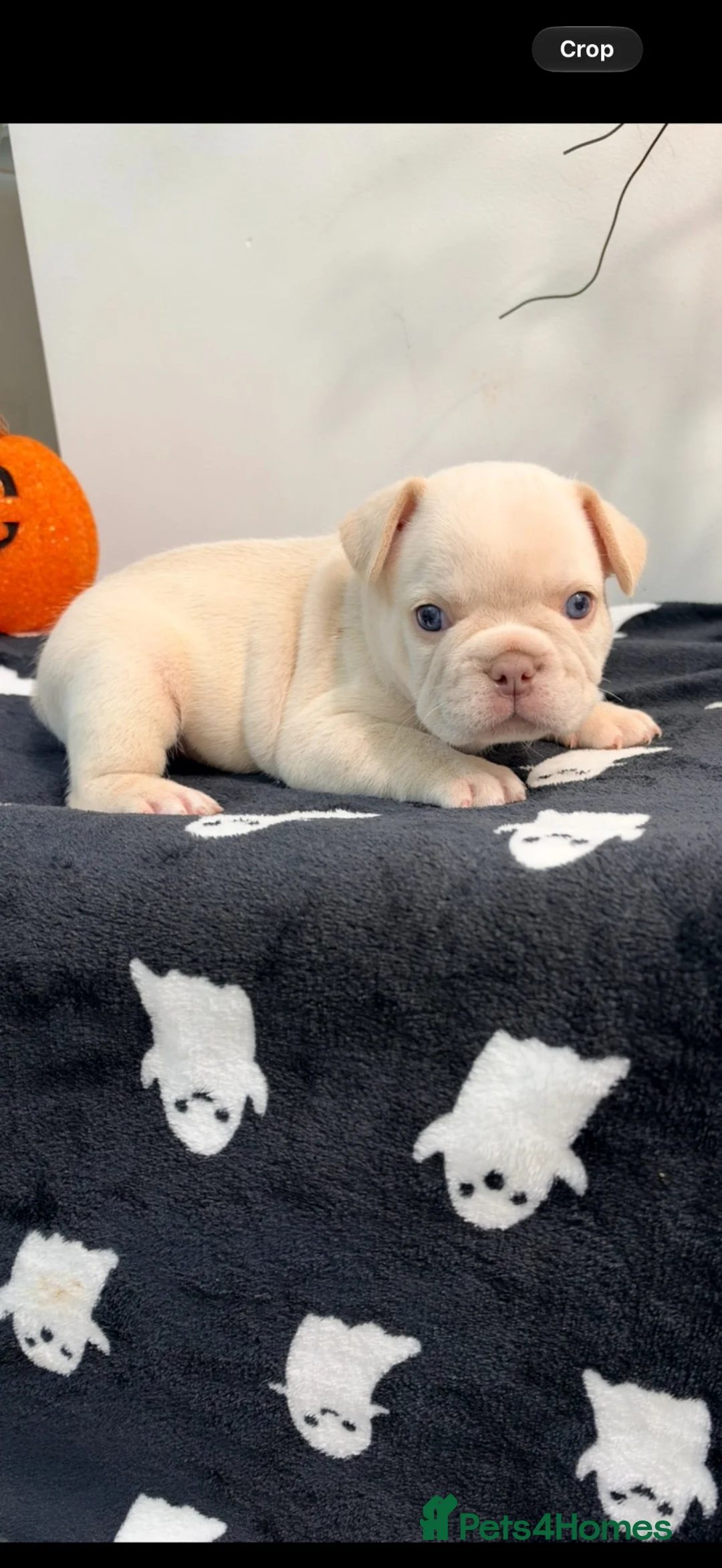 French Bulldog dogs for sale: French bulldog fluffys  - Advert 6