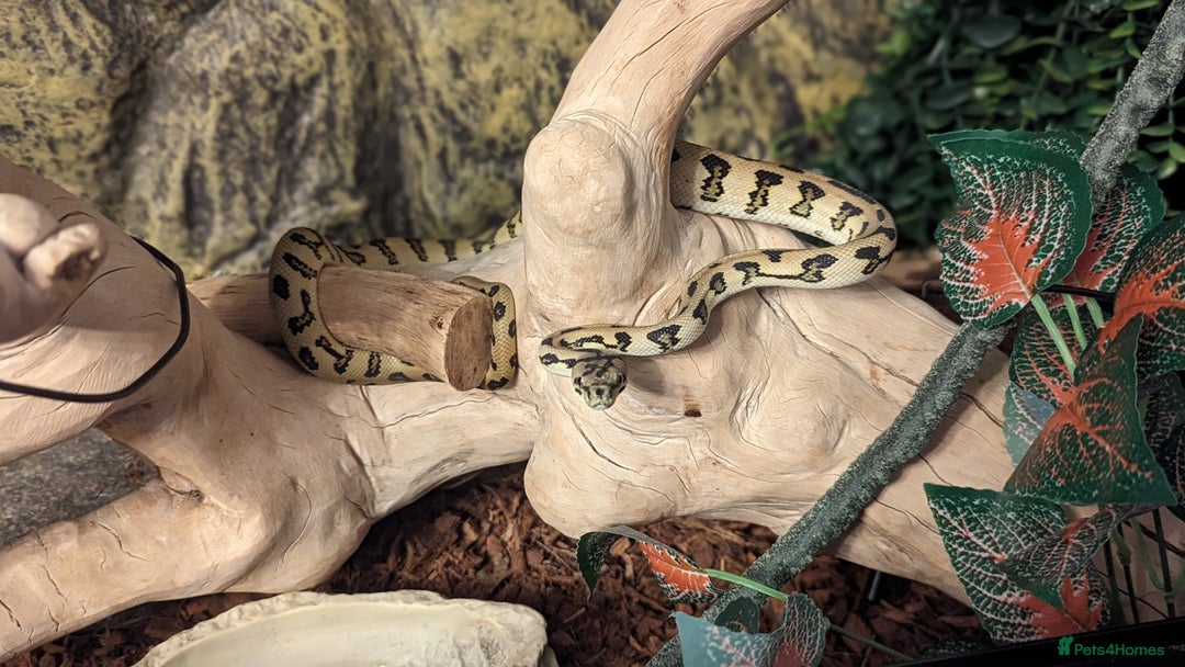Python Snake reptiles for sale: Pythons for sale - Advert 5