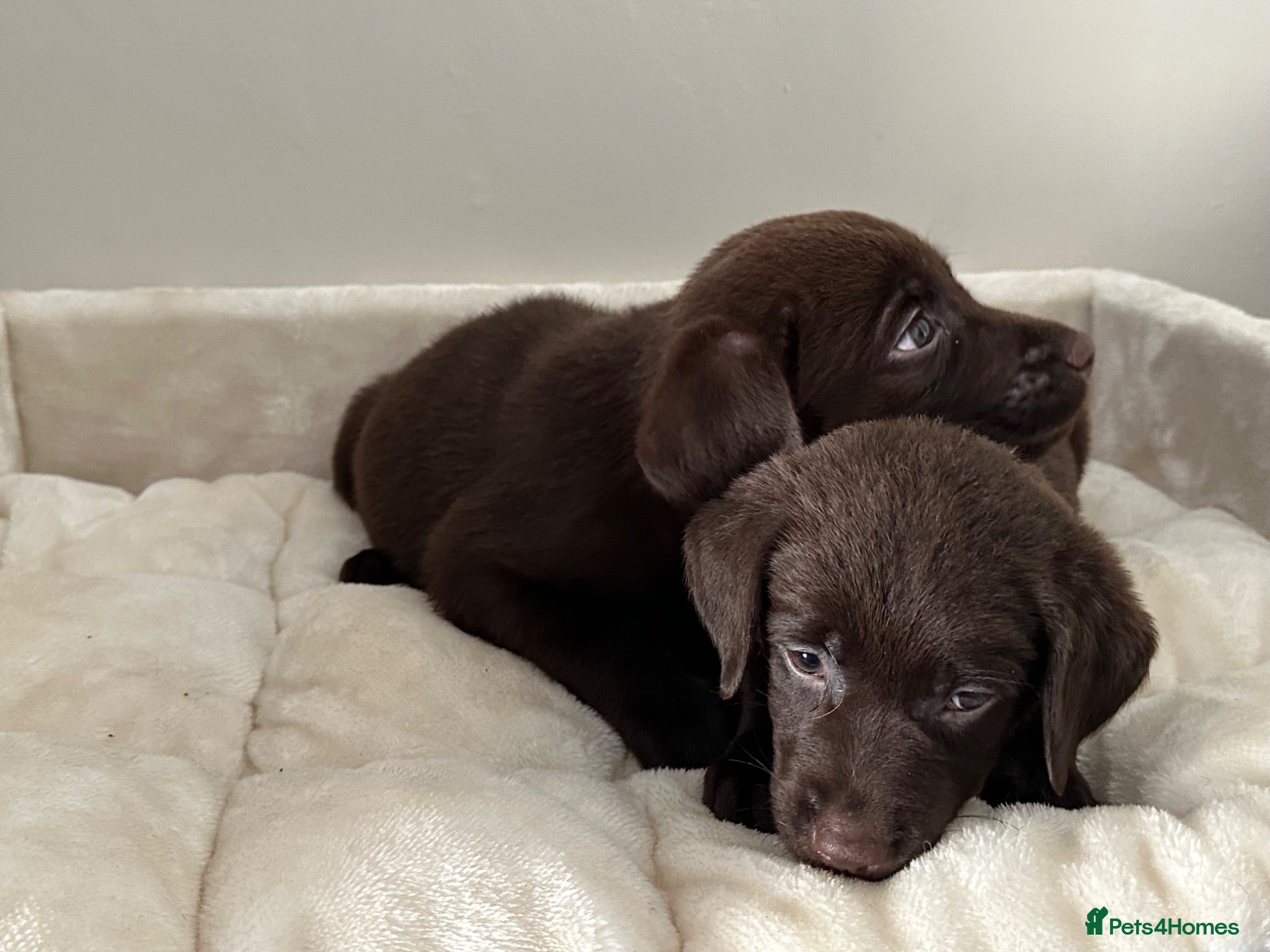 Labrador Retriever dogs Chocolate Labrador Puppies - Advert 2