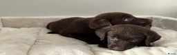 Labrador Retriever dogs for sale: Chocolate Labrador Puppies - Advert 2