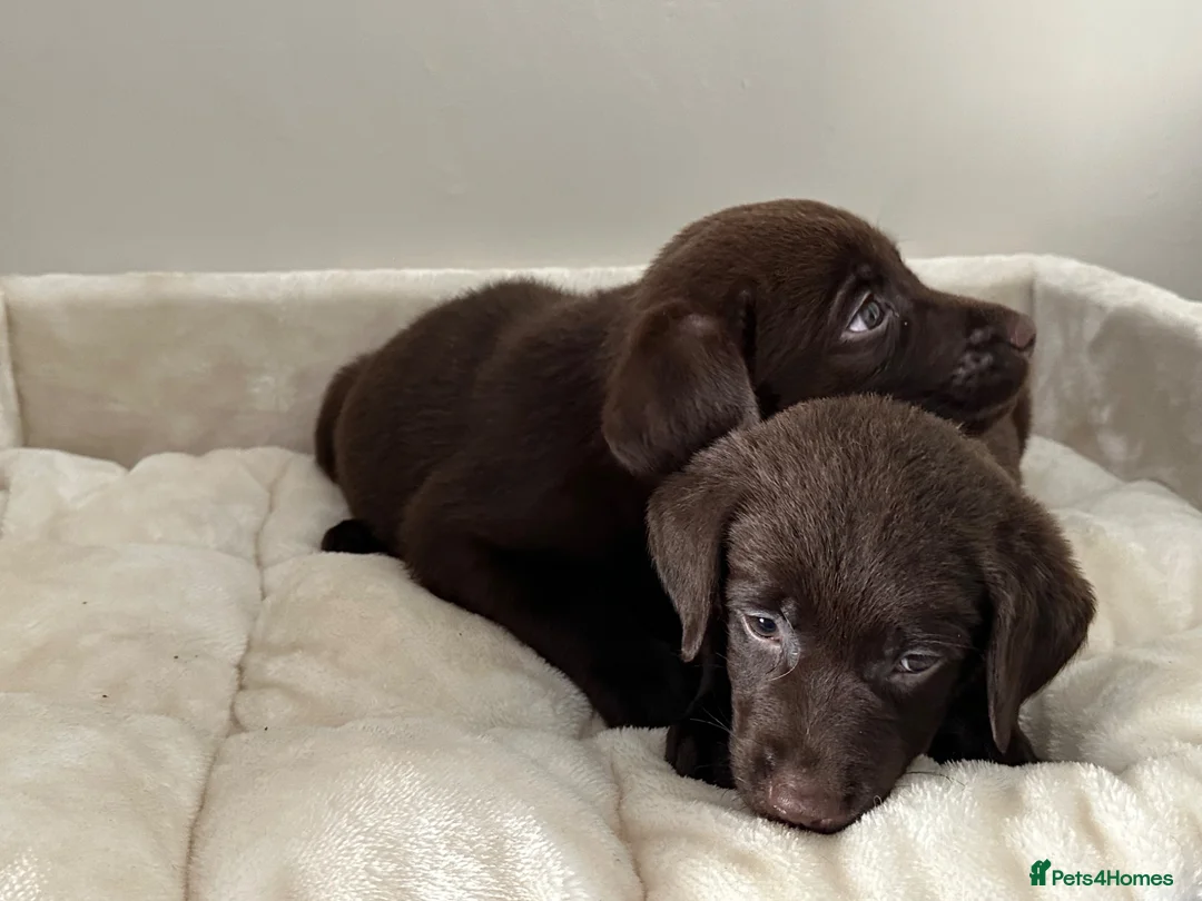 Labrador Retriever dogs for sale: Chocolate Labrador Puppies - Advert 2