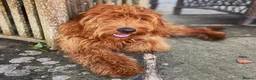 Goldendoodle dogs for sale: F1 Miniature Goldendoodle 100% DNA Health Tested - Advert 36