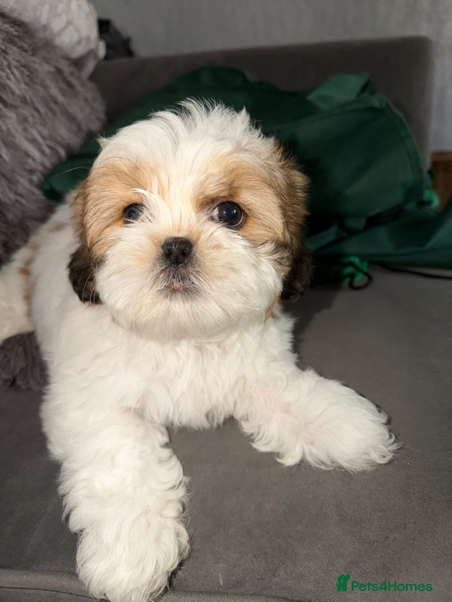 Shih Tzu dogs DONT MISS OUT ! Gorgeous Shih Tzu's  - Advert 16