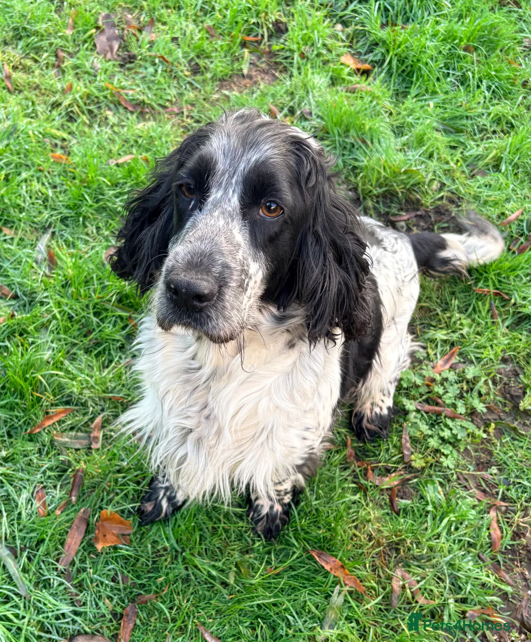 Cocker Spaniel dogs for sale: Cocker Spaniel Puppies For Sale - Advert 2