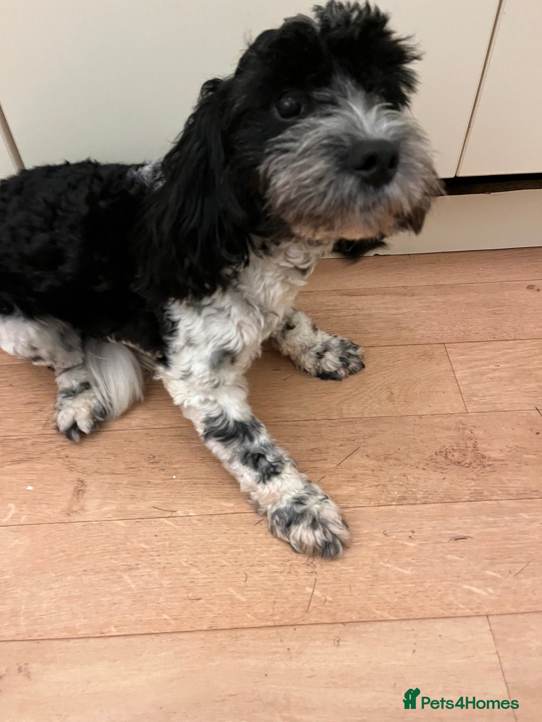 Cockapoo dogs for sale: 2year old cockerpoo boy - Advert 2