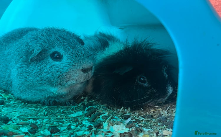 Guinea Pig rodents - Advert 1