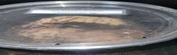 Spiders invertebrates for sale: 13 tarantulas  in Gainsborough - Advert 11