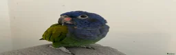 Parrots birds for sale: Rare H/R Blue Headed Pionus for sale. - Advert 5