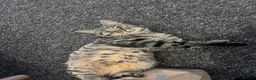 Mixed Breed cats for sale: Male cat for sale  in Harwich - Advert 5