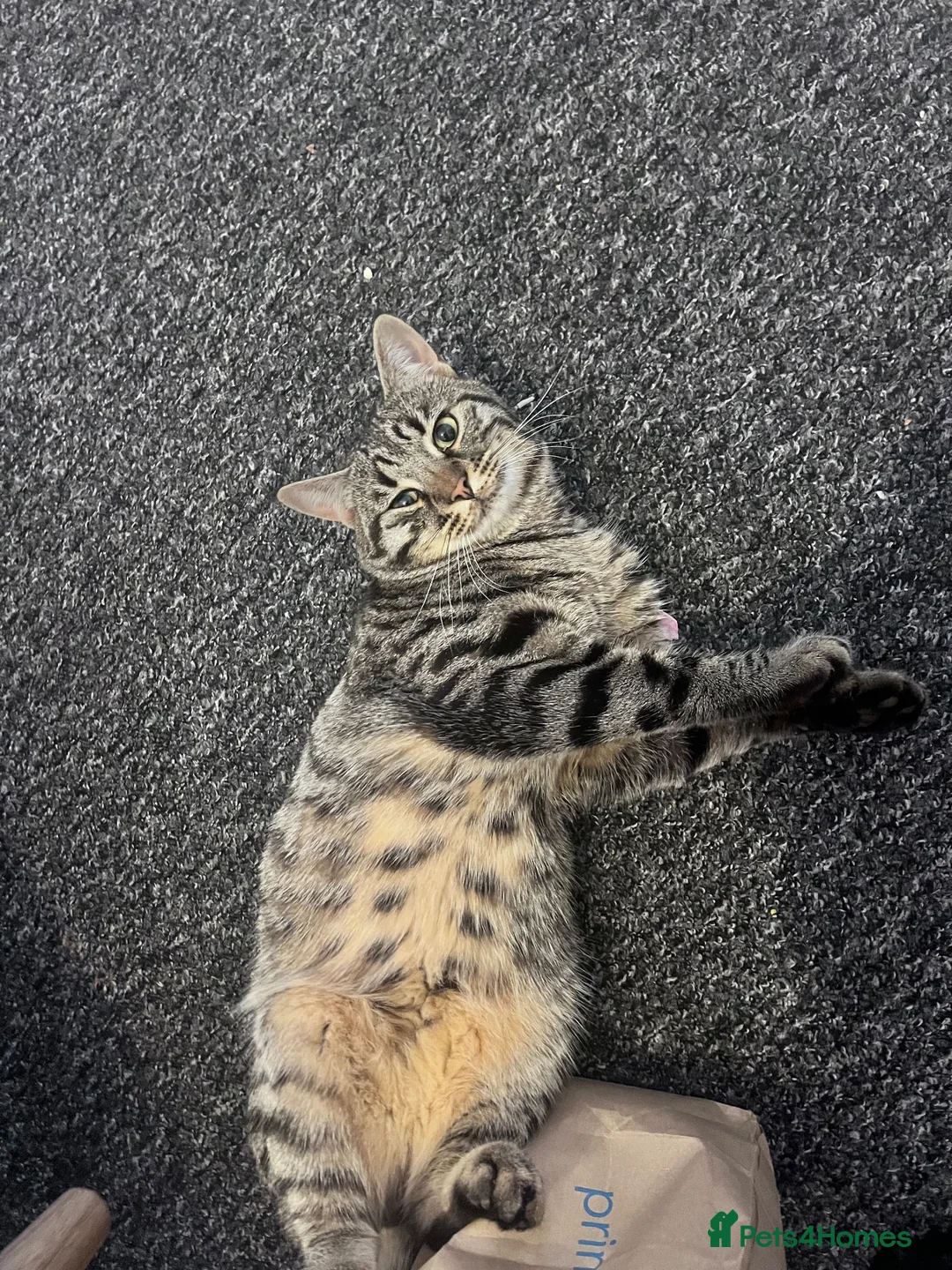 Mixed Breed cats for sale: Male cat for sale  in Harwich - Advert 5