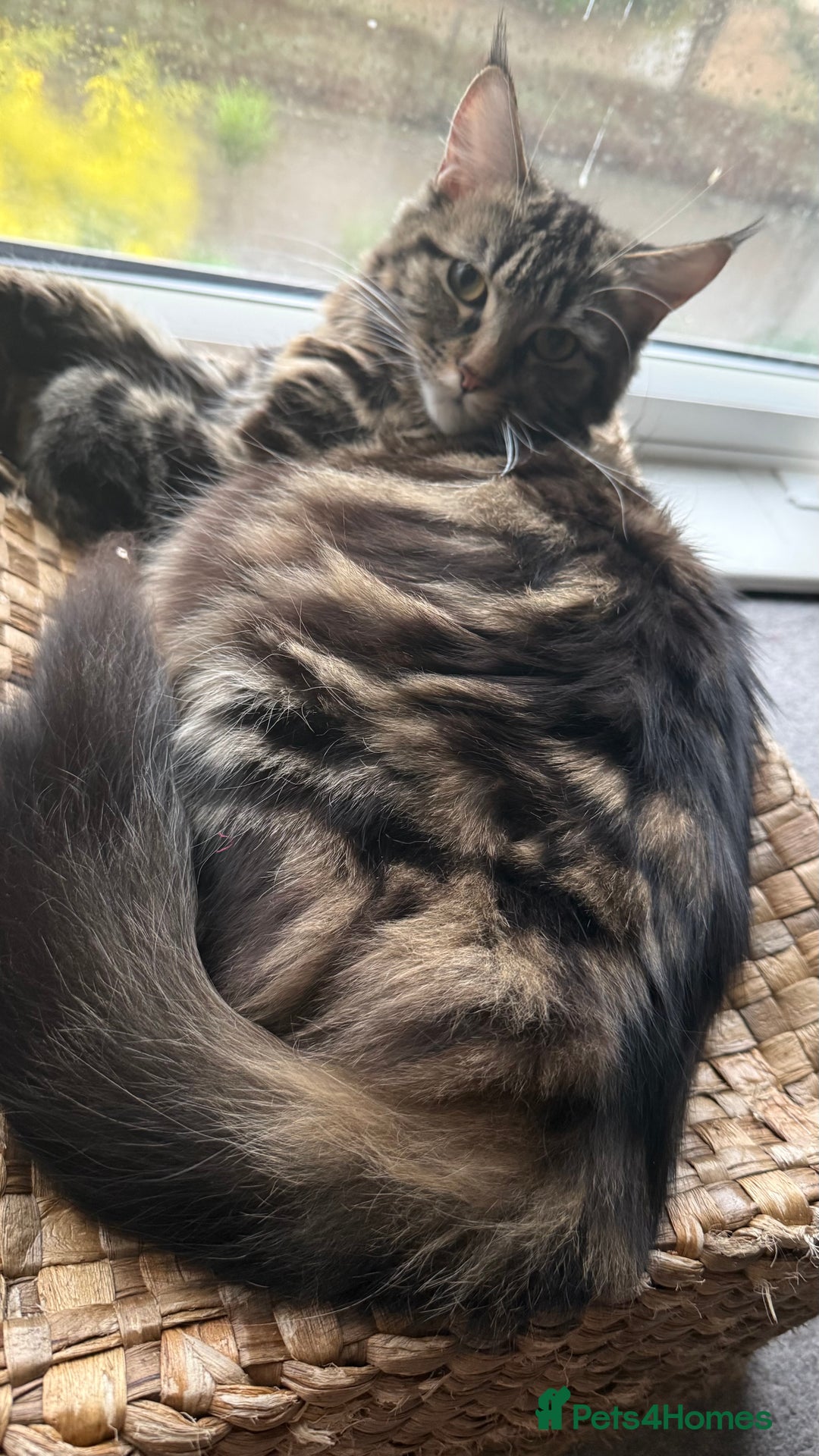 Maine Coon cats for sale: Main Coon mixd kittens in Richmond  - Advert 3