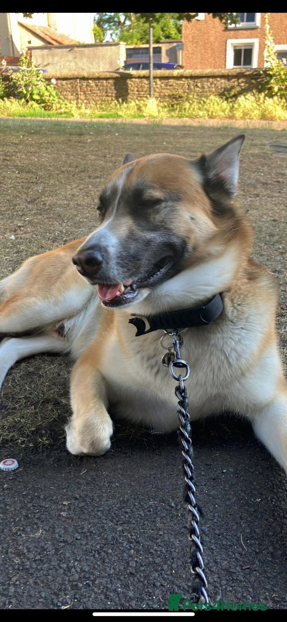 Mixed Breed dogs Male dog for stud  - Advert 7