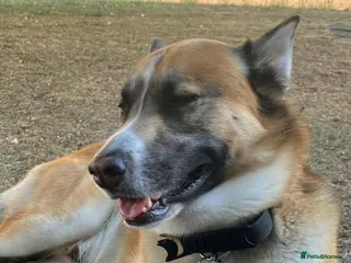 Mixed Breed dogs Male dog for stud - Advert 7