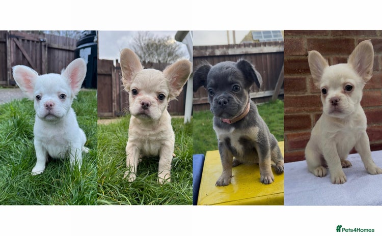 French Bulldog dogs - Advert 9