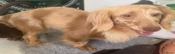 Miniature Dachshund dogs for sale: Miniture dachshund puppies  - Advert 7