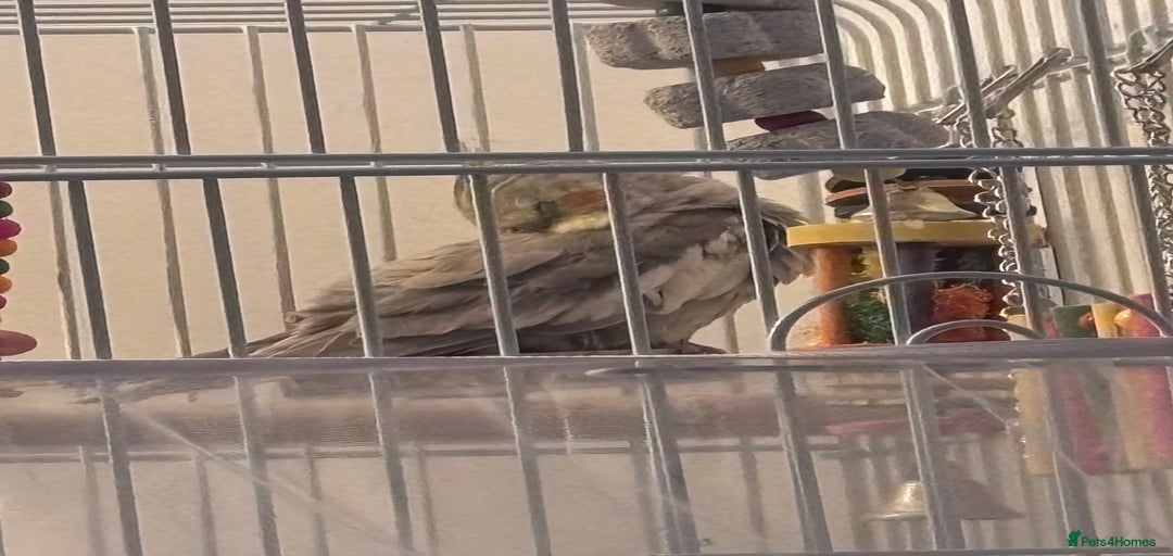 Gallery Image {{count}}