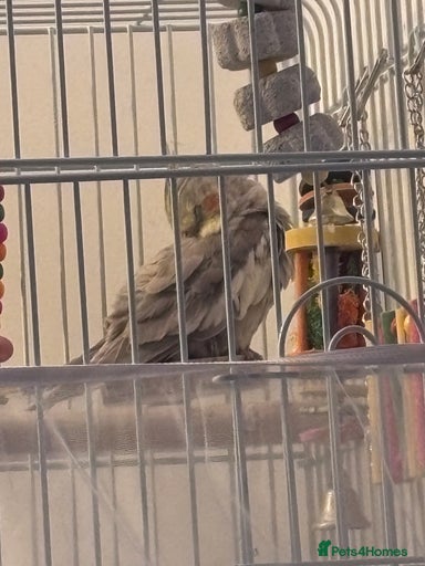 Gallery Image {{count}}