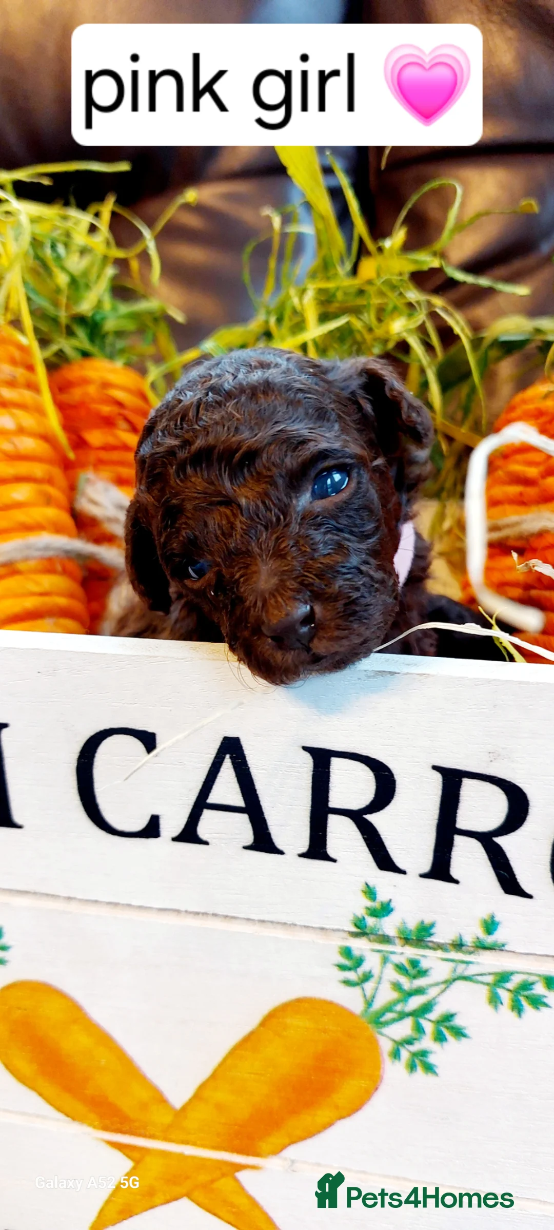 Toy Poodle dogs for sale: 🐾🐾🐾Chocolate toy poodles puppies🐾🐾🐾 - Advert 1