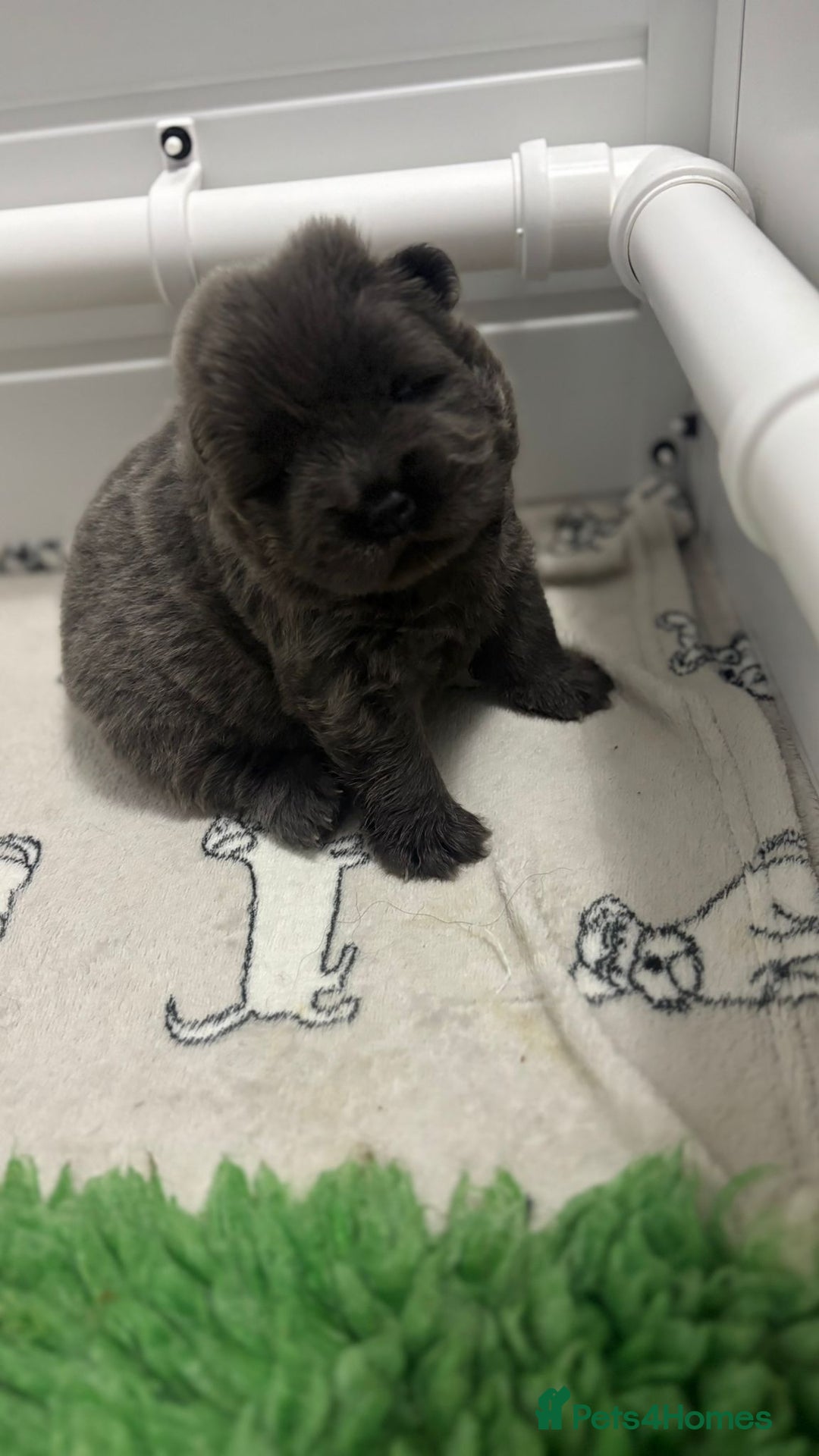 Chow Chow dogs for sale: Beautiful blue chow chow litter 💙 - Image 13