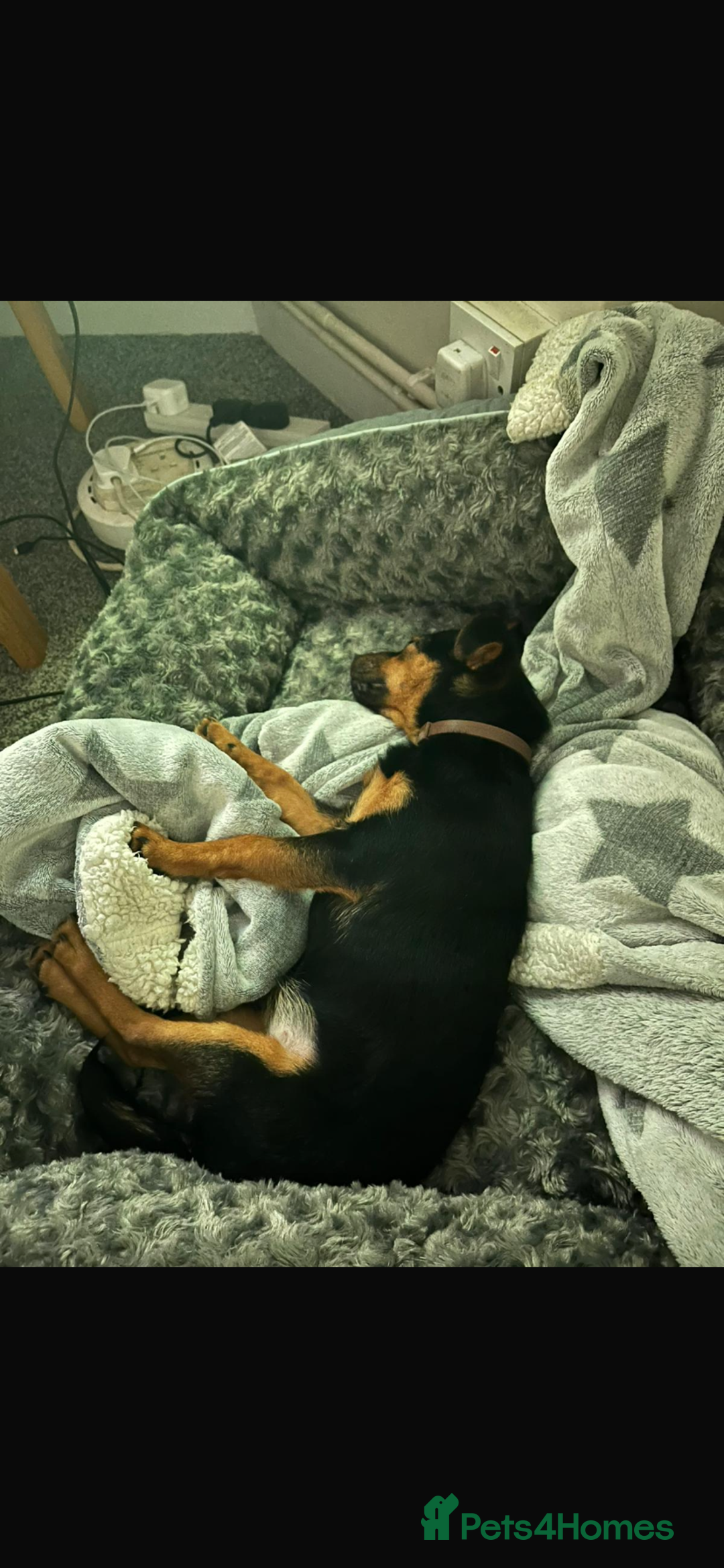 Mixed Breed dogs for sale: 5 month old pup  - Advert 2