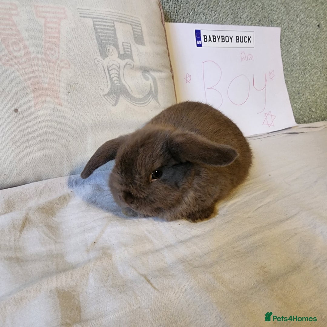 Mini Lop rabbits for sale: Stunning Mini Lop Bucks  - Image 6