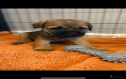 Border Terrier dogs for sale: 6 Beautiful KC Boy Border terrier puppies  - Image 7