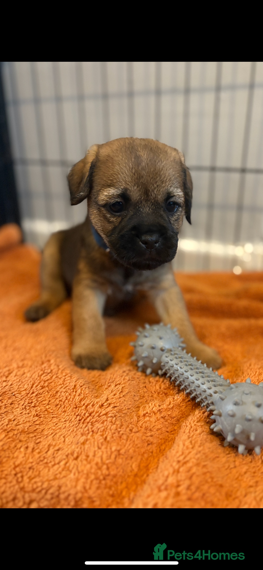 Border Terrier dogs for sale: 6 Beautiful KC Boy Border terrier puppies  - Image 7