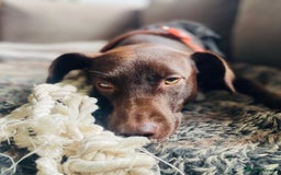Mixed Breed dogs for adoption: Poppi chocolate Lab cross pointer - Advert 7