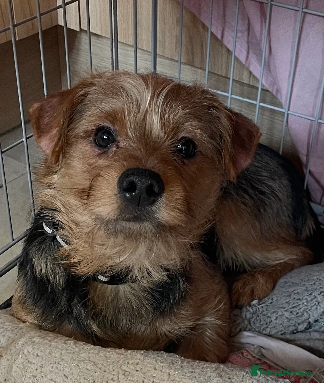 Mixed Breed dogs for sale: Yorkie x puppies  in Calne - Advert 1