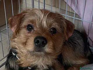 Mixed Breed dogs Yorkie x puppies - Advert 1
