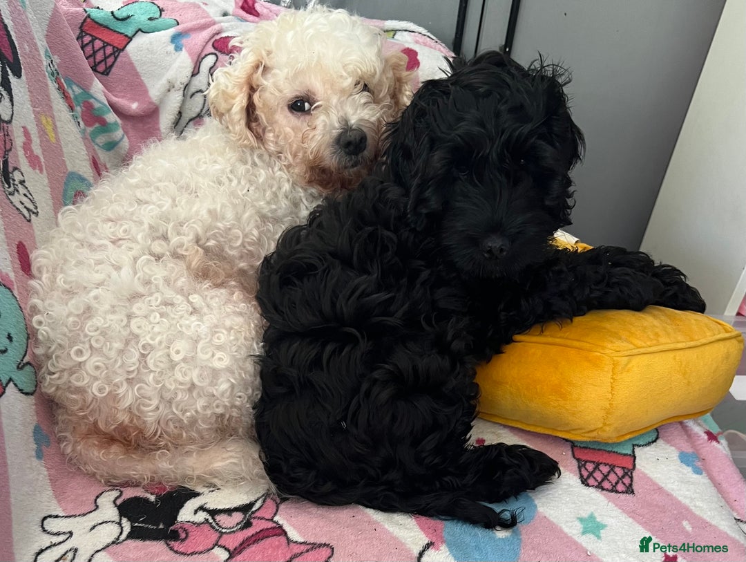 Cockapoo dogs for sale: Cockapoo puppy  - Image 2