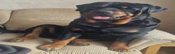 Rottweiler dogs for sale: Pure German rottweiler puppies  - Advert 4