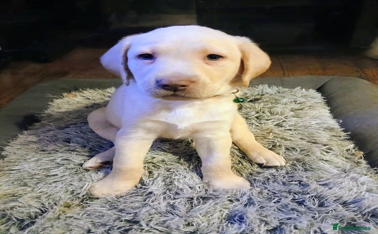 Labrador Retriever dogs - Advert 3