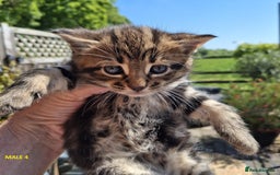 Mixed Breed cats for sale: Maine Coon X Kittens  in Coventry - Image 3