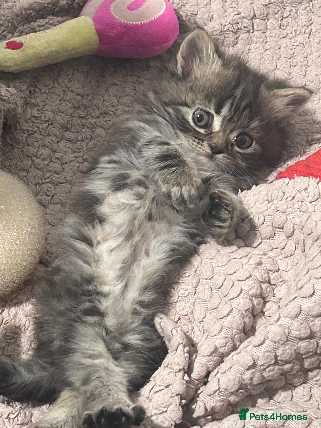 Persian cats for sale: Single female persian - Advert 5