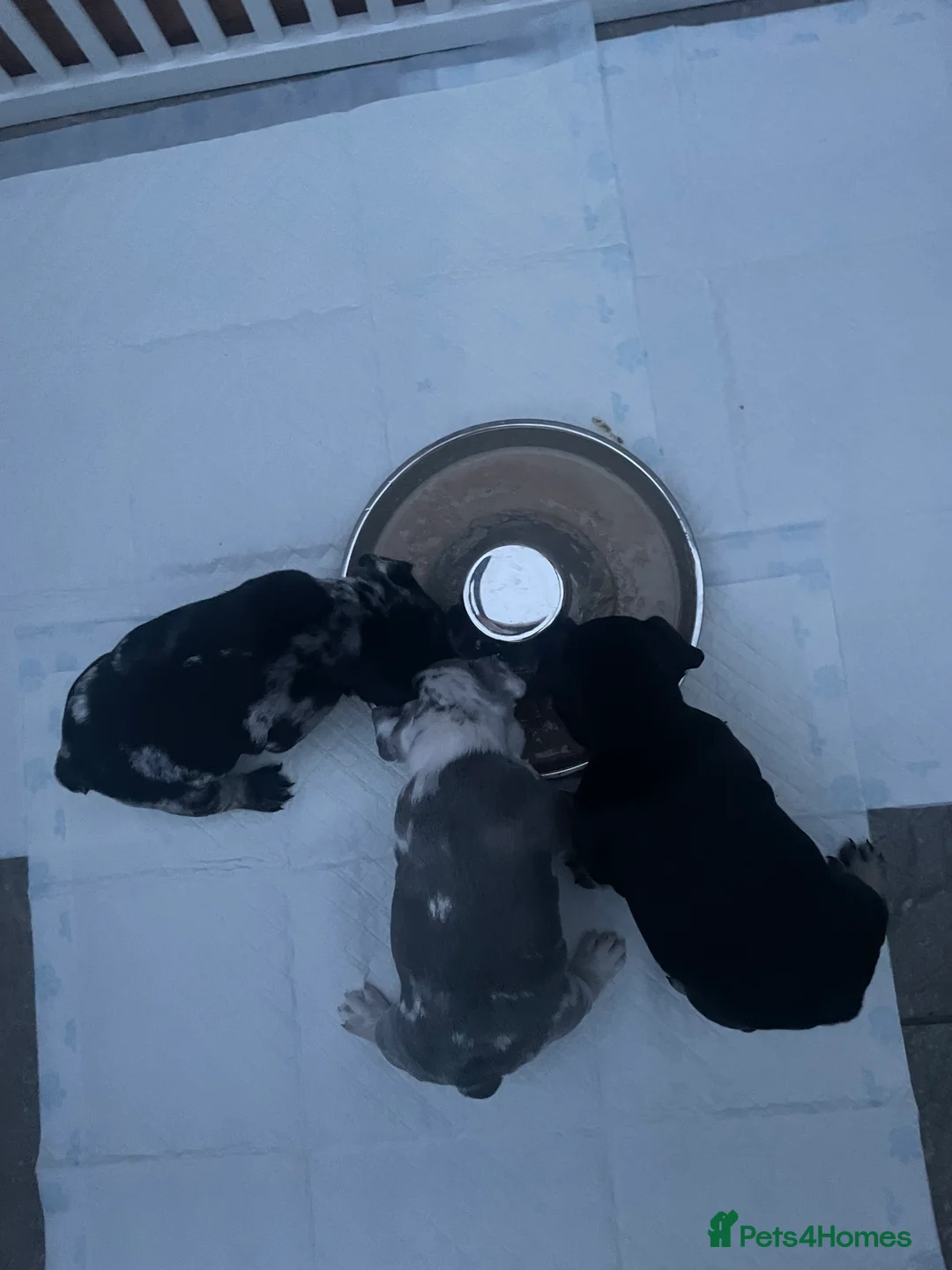 French Bulldog dogs for sale: 3 stunningly unique coloured stocky frenchies - Advert 12