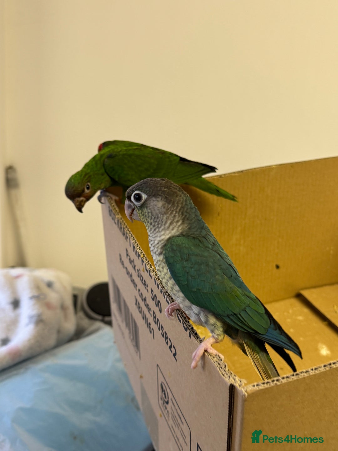 Lorikeets birds for sale: Hand fed baby conures for sale rare breed - Image 9