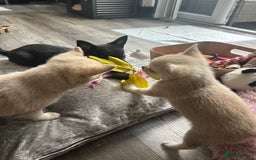 Chihuahua dogs for sale: READY NOW chihuahua x Pom puppies  - Image 26