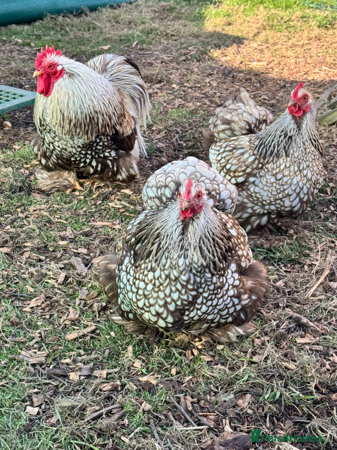 Chickens poultry for sale: FERTILE pekin bantam eggs - Advert 2