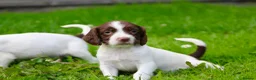 English Springer Spaniel dogs for sale: Working Line Liver And White Springer Spaniels - Advert 32