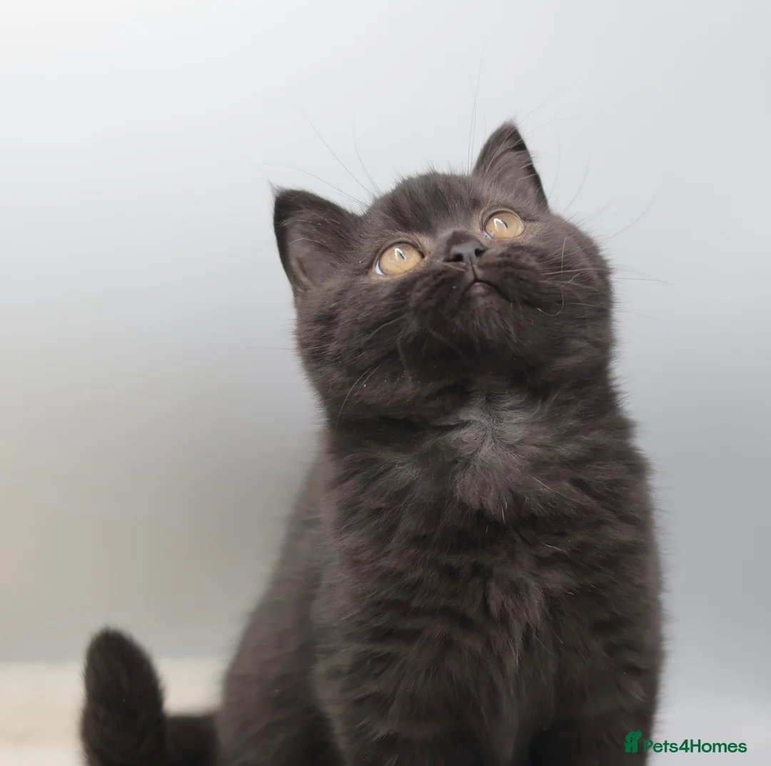 British Shorthair cats for sale: PEDIGREE REGISTERED CHUNKY BRITISH SHORTHAIRS - Advert 2
