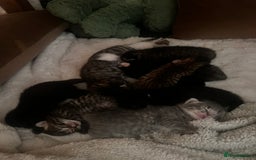 Mixed Breed cats for sale: Kittens  - Image 1