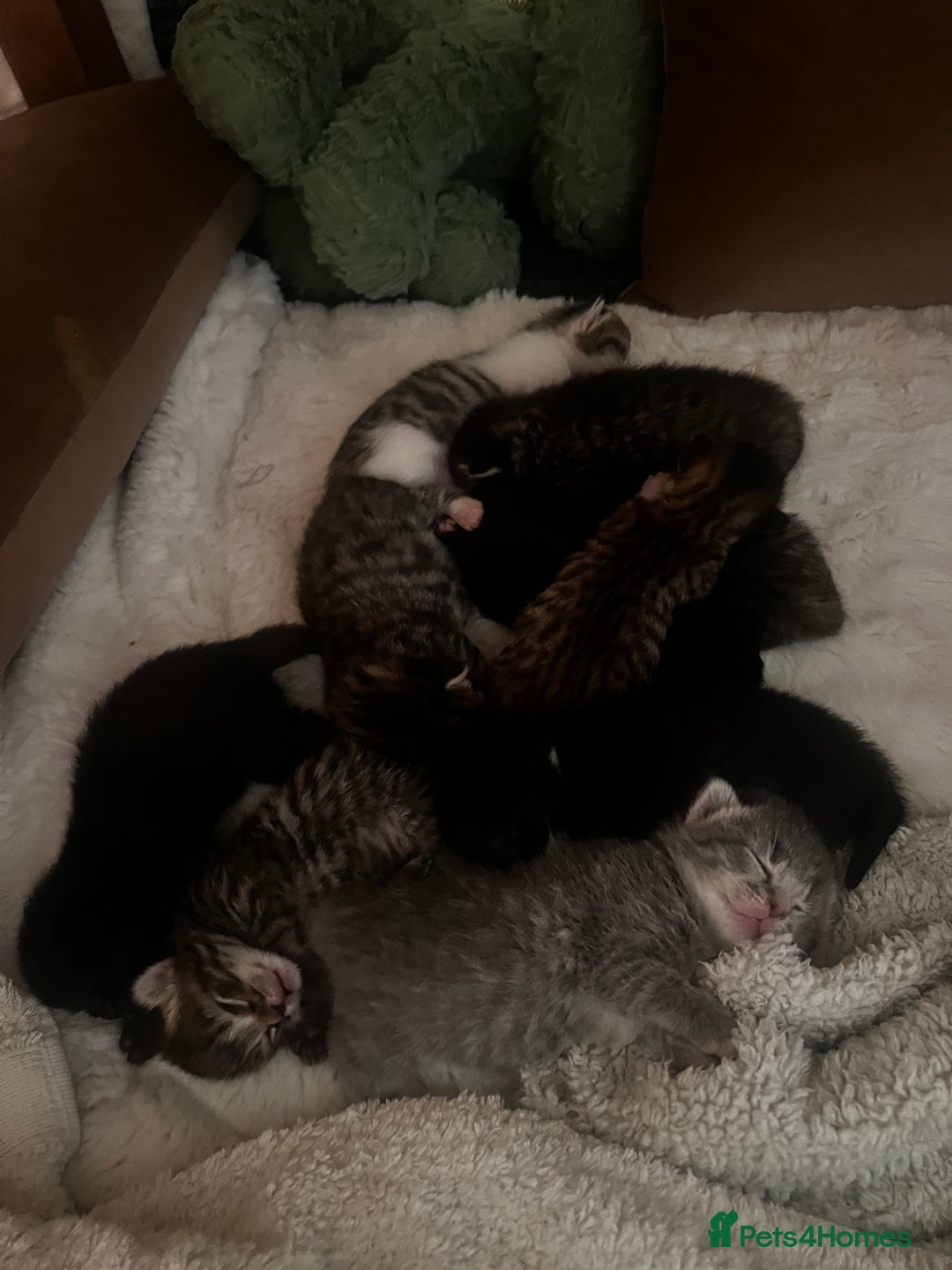 Mixed Breed cats for sale: Kittens  - Image 1