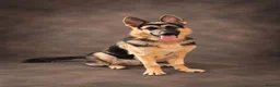 German Shepherd dogs for stud: Harvonock's King Koda @ stud - Advert 6