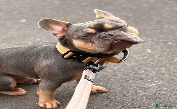French Bulldog dogs - Advert 1