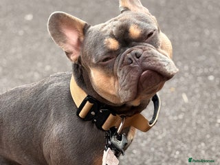 French Bulldog dogs - Advert 33