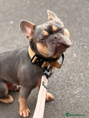 French Bulldog dogs - Advert 11